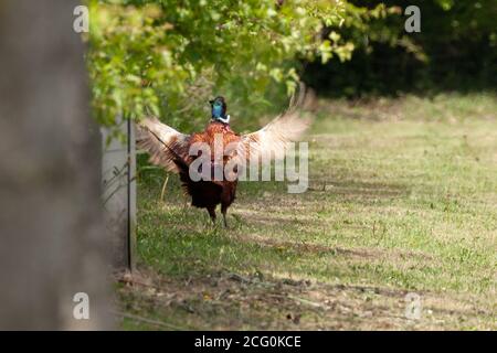 Paysage rural de la faune à Norfolk Royaume-Uni. Les faisans mâles et femelles sont importés au Royaume-Uni souvent chassés et abattus de manière léagale comme gibier pour le sport par Banque D'Images