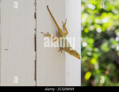 Un lézard vert d'anole sauvage s'accrochant à un poteau en bois blanc dans un cadre extérieur à Sainte-Croix, dans les îles Vierges américaines Banque D'Images