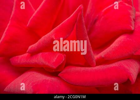 Un cliché macro extrême avec mise au point sélective de pétales de rose veloutés rouges. Banque D'Images