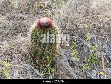 Cactus de la calotte de Turk en pleine croissance à l'extrémité est de Sainte-Croix dans les îles Vierges américaines Banque D'Images