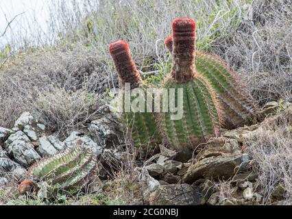 Cactus de la calotte de Turk en pleine croissance à l'extrémité est de Sainte-Croix dans les îles Vierges américaines Banque D'Images