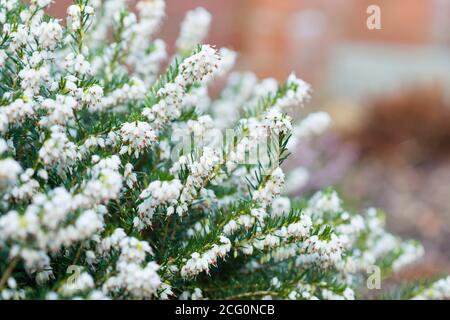 Fermeture de la plante de bruyère d'hiver, White perfection, erica x darleyenis dans une frontière de jardin, Royaume-Uni Banque D'Images