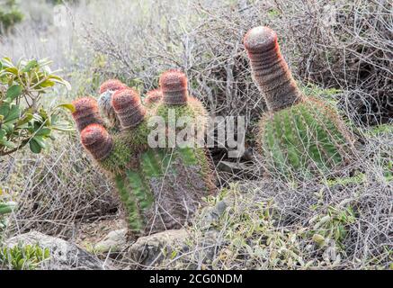 Cactus de la calotte de Turk en pleine croissance à l'extrémité est de Sainte-Croix dans les îles Vierges américaines Banque D'Images