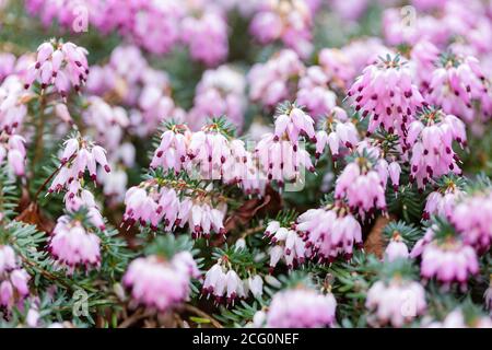 Gros plan chiné, fleurs hivernales Kramers Rouge erica x darleyensis dans un jardin, Royaume-Uni Banque D'Images