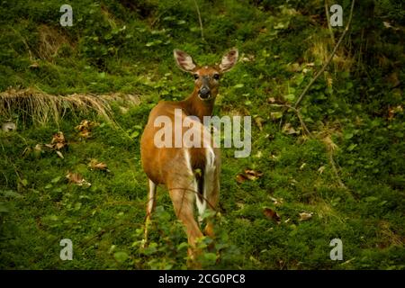 Le Cerf de Virginie Banque D'Images
