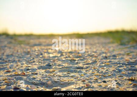 de petites coquillages jouent sur le sable près de la mer, illuminés par les rayons du soleil du soir Banque D'Images