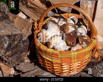 champignons frais de la forêt dans le panier Banque D'Images