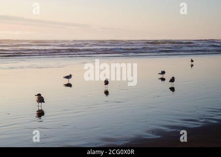 Groupe de mouettes avec réflexions sur Ocean Beach à Dusk Banque D'Images