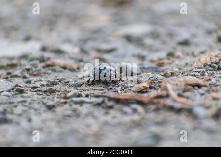 Photographie d'un dendroctone (Anoplotrupes stercorosus) sur un chemin forestier. Banque D'Images