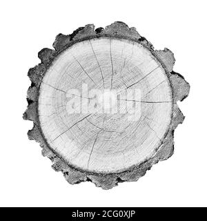 Grand morceau de bois rond avec anneaux de croissance sur fond blanc. Tronc d'arbre abattu noir et blanc coupé des bois. Texte organique naturel détaillé Banque D'Images