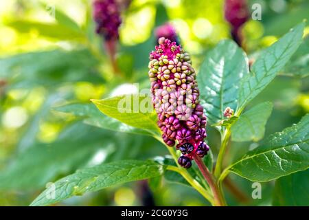 Gros plan des baies de phytolacca americana (pokeweed) au Dye Garden, Horniman Museum and Gardens, Londres, Royaume-Uni Banque D'Images