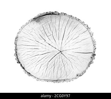 Grand morceau de bois rond avec anneaux de croissance sur fond blanc. Tronc d'arbre abattu noir et blanc coupé des bois. Texte organique naturel détaillé Banque D'Images