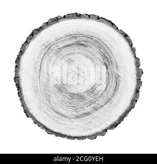 Grand morceau de bois rond avec anneaux de croissance sur fond blanc. Tronc d'arbre abattu noir et blanc coupé des bois. Texte organique naturel détaillé Banque D'Images