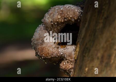 Polypore brun recouvert de gouttes d'eau brillantes sur un arbre Banque D'Images