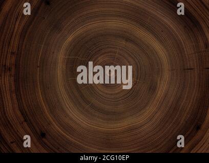 Vue macro en gros plan de la section de l'arbre en bois coupée en bout avec fissures et anneaux d'arbre annuels. Texture organique naturelle avec surface fissurée et rugueuse. Banque D'Images