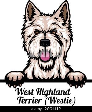 Head West Highland White Terrier - chien de race. Image couleur d'une tête de chien isolée sur un fond blanc Illustration de Vecteur