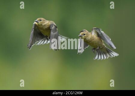 Or Finch mâles et femelles faisant des éraflures aéroportées sur la nourriture Banque D'Images