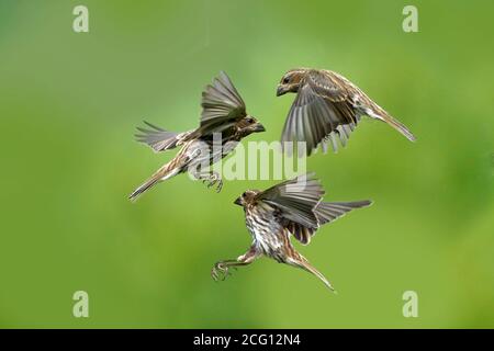 Or Finch mâles et femelles faisant des éraflures aéroportées sur la nourriture Banque D'Images