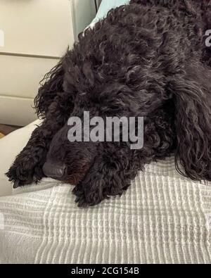 Un coolé noir de qualité standard qui se pose dans un lit en pensant à la sieste. Banque D'Images