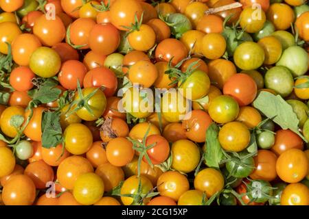 Detroit, Michigan - tomates de la base Garden, un jardin communautaire dans une région à faible revenu de Detroit. Banque D'Images