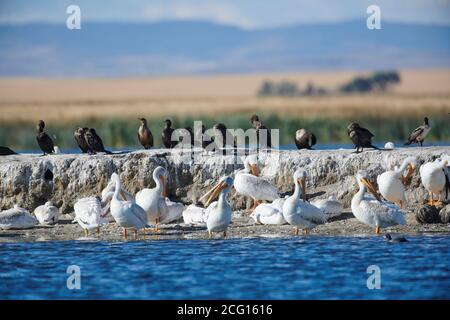 Troupeau de pélican blanc américain (pelecanus erythrorhynchos) et de cormoran à double crête (phalacrocorax auritus) reposant sur une petite île, le lac Frank Banque D'Images