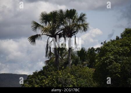 L'arbre d'Açai et l'arbre de buriti macaw nichent l'arbre cerrado bioma Végétation et écosystème Brésil flore Banque D'Images