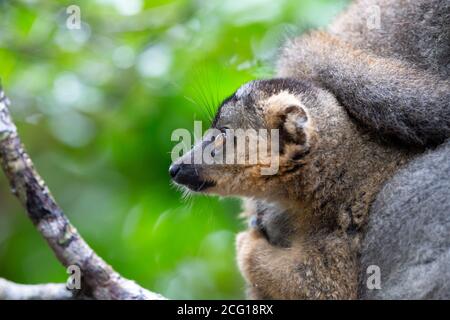 Le portrait d'un lémurien brun dans la forêt tropicale de Madagascar Banque D'Images