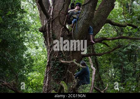 Denham, Royaume-Uni. 7 septembre 2020. Les protecteurs d'arbres de la rébellion HS2 escaladent un chêne mature dans le parc national de Denham afin d'essayer d'empêcher son abattage dans le cadre des travaux de la liaison ferroviaire à grande vitesse HS2. Les militants anti-HS2 continuent d'essayer d'empêcher ou de retarder les travaux sur le projet controversé de 106 milliards de livres sterling pour lequel la phase de construction a été annoncée le 4 septembre à partir d'une série de camps de protection basés le long de la route de la ligne entre Londres et Birmingham. Crédit : Mark Kerrison/Alamy Live News Banque D'Images