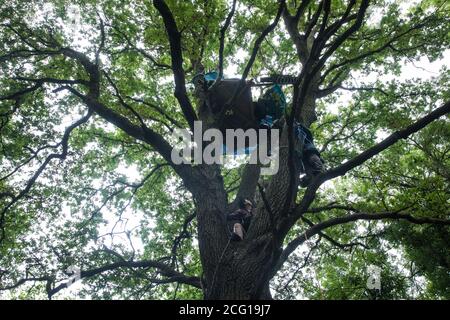 Denham, Royaume-Uni. 7 septembre 2020. Les protecteurs d'arbres de la rébellion HS2 escaladent un chêne mature dans le parc national de Denham afin d'essayer d'empêcher son abattage dans le cadre des travaux de la liaison ferroviaire à grande vitesse HS2. Les militants anti-HS2 continuent d'essayer d'empêcher ou de retarder les travaux sur le projet controversé de 106 milliards de livres sterling pour lequel la phase de construction a été annoncée le 4 septembre à partir d'une série de camps de protection basés le long de la route de la ligne entre Londres et Birmingham. Crédit : Mark Kerrison/Alamy Live News Banque D'Images