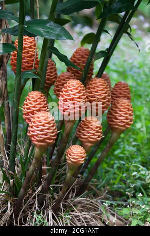 Têtes de fleurs de gingembre de ruche (Zingiber spectabile). Septembre 2020. Forêt Creek. Queensland. Australie. Banque D'Images