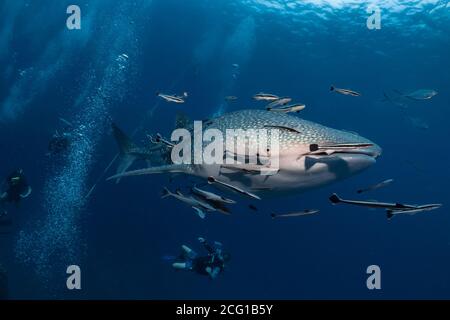 Requin géant nageant sous l'eau avec des plongeurs Banque D'Images