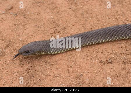 Gros plan Mulga ou King Brown Snake en feuilletant sa langue Banque D'Images