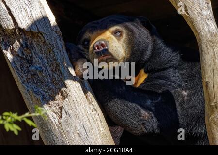 L'ours solaire (Helarctos malayanus) est une espèce de la famille des Ursidae qui se trouve dans les forêts tropicales de l'Asie du Sud-est. Banque D'Images