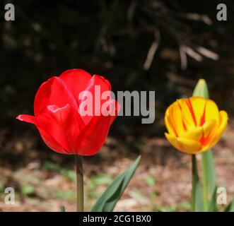 Deux tulipes au bord de la route au Royaume-Uni sous le soleil de printemps - la tête de tulipe rouge et la tête de tulipe jaune rouge variégée côte à côte. Banque D'Images