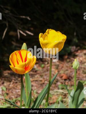Tulipes jaunes au bord de la route en fleur de printemps. Une tête de tulipe jaune et une tête de tulipe jaune et rouge. Banque D'Images