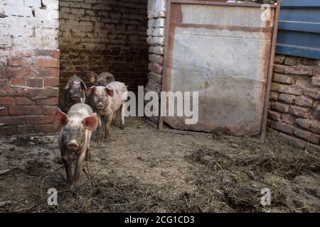 Groupe de porcs et de porcelets dans une boue, dans une cour de ferme, curieux et courant vers la caméra avec leurs nez appelés nez de porc. Image d'un grou Banque D'Images