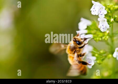 macro de l'abeille sur le pollen de fleur. Photo de haute qualité Banque D'Images