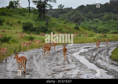 Un troupeau d'Impala (Aepyceros melampus) se trouve sur la route mouillée et sur l'herbe verte après une tempête dans le parc national de Chobe, au Botswana. Banque D'Images