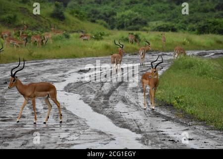 Un troupeau d'Impala (Aepyceros melampus) se trouve sur la route mouillée après une tempête. On peut en voir plus sur l'herbe derrière. Parc national de Chobe, Botswana. Banque D'Images