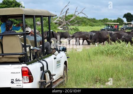 Trois véhicules de jeu avec des touristes regardent un troupeau de Buffalo africain (Syncerus caffer) alors qu'ils traversent la route de terre dans le parc national de Chobe, au Botswana Banque D'Images