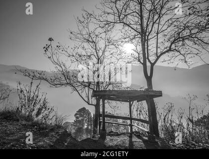 le matin, le soleil se couche sur les branches des arbres Banque D'Images