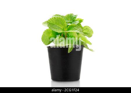 Plante de menthe poivrée en pot noir isoler sur fond blanc. Banque D'Images