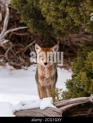 Le Coyote, Canis latrans, est répandu aux États-Unis et au Canada, au Mexique et dans certaines parties de l'Amérique centrale. Ils sont crépusculaires, ce qui signifie qu'ils le sont Banque D'Images