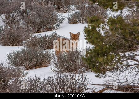 Le Coyote, Canis latrans, est répandu aux États-Unis et au Canada, au Mexique et dans certaines parties de l'Amérique centrale. Ils sont crépusculaires, ce qui signifie qu'ils le sont Banque D'Images