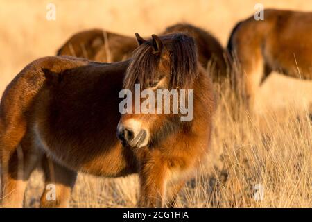 Poney Exmoor sur la forêt d'Ashdown une région d'une beauté naturelle exceptionnelle. Banque D'Images