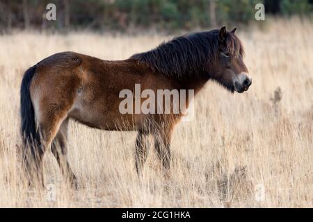 Poney Exmoor sur la forêt d'Ashdown une région d'une beauté naturelle exceptionnelle. Banque D'Images