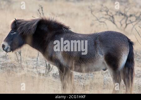 Poney Exmoor sur la forêt d'Ashdown une région d'une beauté naturelle exceptionnelle. Banque D'Images