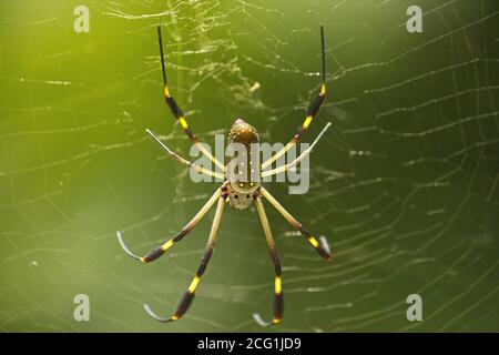 Golden Orb weaver araignée et web à Puerto Viejo cahuita, Costa Rica. Banque D'Images