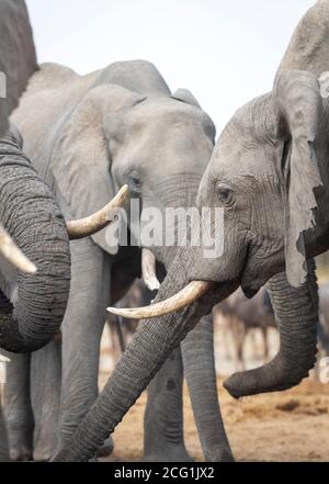 Têtes, malles et défenses d'éléphants à Savuti au Botswana Banque D'Images