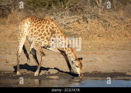 Girafe femelle se dégourbant et buvant dans le parc Kruger Afrique du Sud Banque D'Images